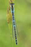 Coenagrion scitulum