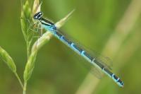 Coenagrion scitulum