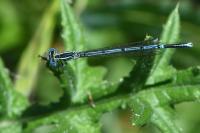Platycnemis pennipes