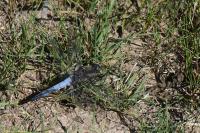 Orthetrum cancellatum