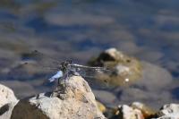Orthetrum cancellatum