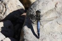 Orthetrum cancellatum