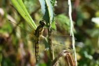 Orthetrum cancellatum