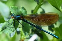 Calopteryx virgo