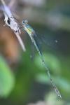 Chalcolestes viridis