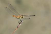Sympetrum meridionale