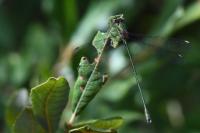 Chalcolestes viridis