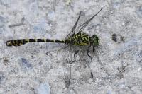 Onychogomphus forcipatus