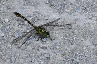 Onychogomphus forcipatus
