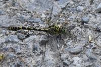 Onychogomphus forcipatus