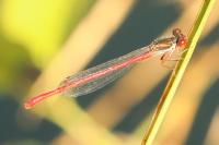 Ceriagrion tenellum