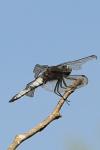 Orthetrum cancellatum
