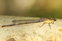 Ischnura elegans