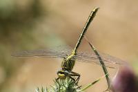 Gomphus pulchellus