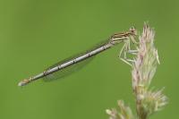 Platycnemis pennipes