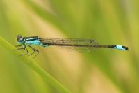 Ischnura elegans