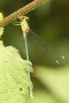 Chalcolestes viridis