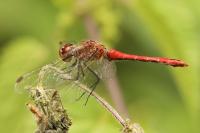 Sympetrum sanguineum