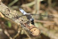 Libellula fulva