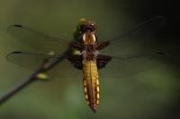 Libellula depressa