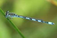 Coenagrion mercuriale