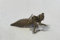 Gomphus pulchellus