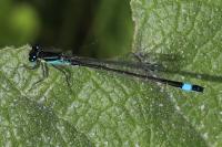 Ischnura elegans