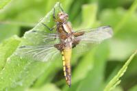Libellula depressa