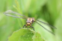 Libellula depressa
