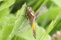 Libellula depressa