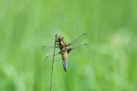 Libellula depressa