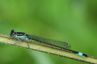 Ischnura elegans