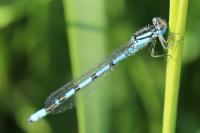 Enallagma cyathigerum