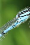Enallagma cyathigerum