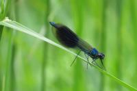 Calopteryx splendens