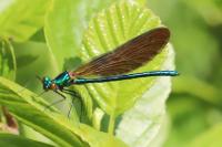 Calopteryx virgo