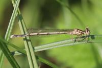 Platycnemis pennipes