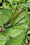 Calopteryx splendens