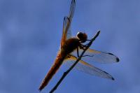 Libellula fulva