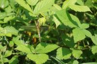 Orthetrum cancellatum