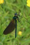 Calopteryx virgo