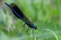 Calopteryx splendens