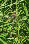 Anax imperator