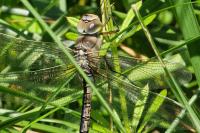 Anax imperator