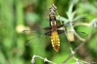 Libellula depressa