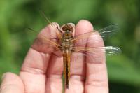 Libellula fulva