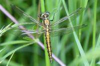 Orthetrum cancellatum