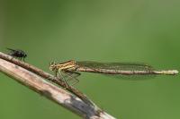 Platycnemis pennipes