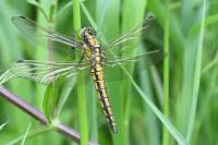 Orthetrum cancellatum