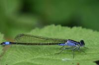 Ischnura elegans